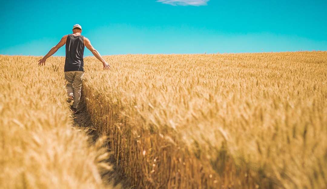 Tecnologia aprimora plantio de trigo no Brasil