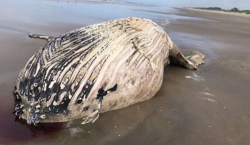 Baleia-jubarte é encontrada morta no litoral de SC