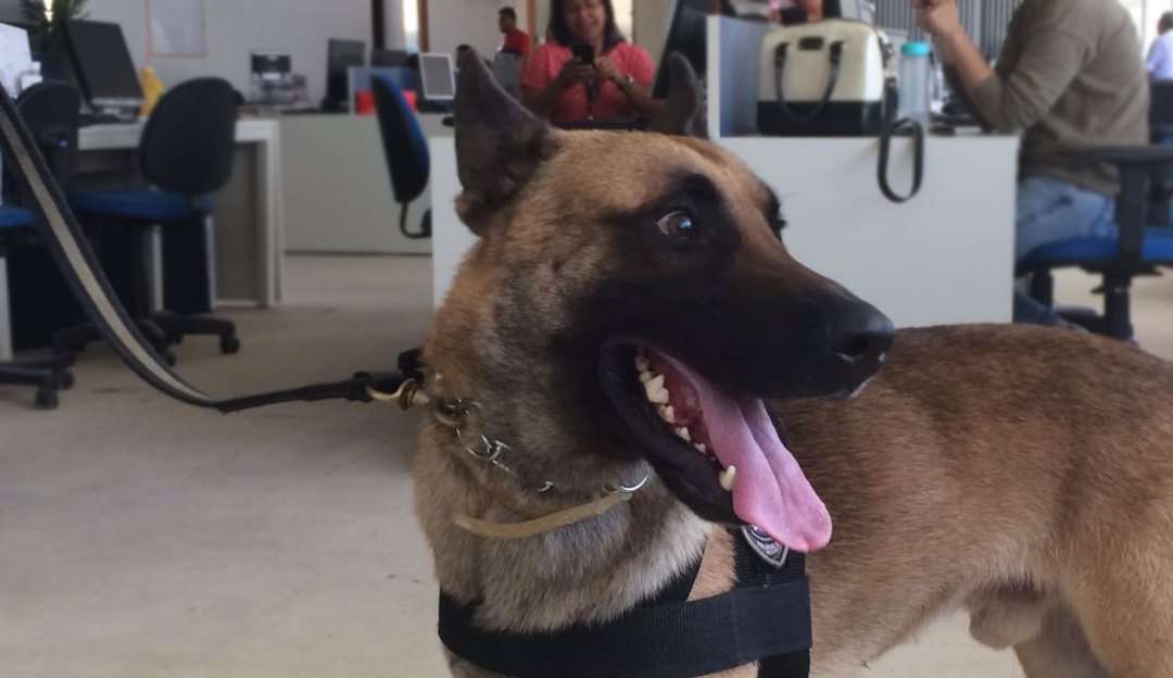 Traficantes inovam e escondem drogas dentro de animal no Espírito Santo