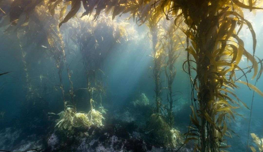 Cientistas se juntam para encontrar pelo menos 100 mil espécies de vida marinha nos próximos 10 anos