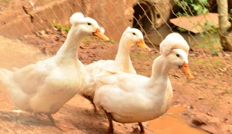 Saiba mais sobre a espécie de Patolino, marreco desaparecido em São Paulo