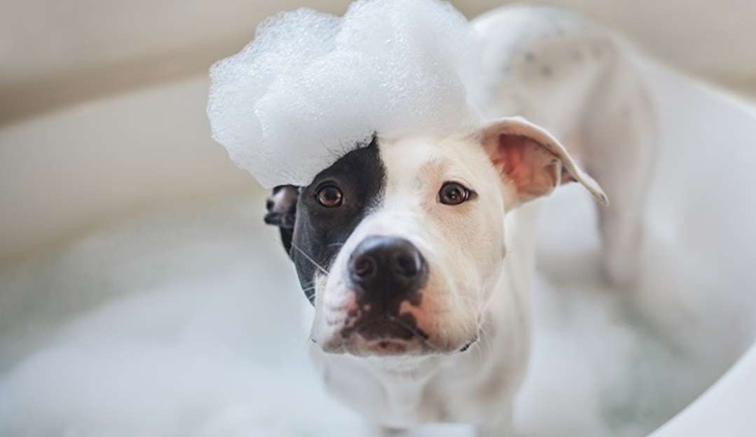 Veja dicas de como dar banho em seu pet em casa