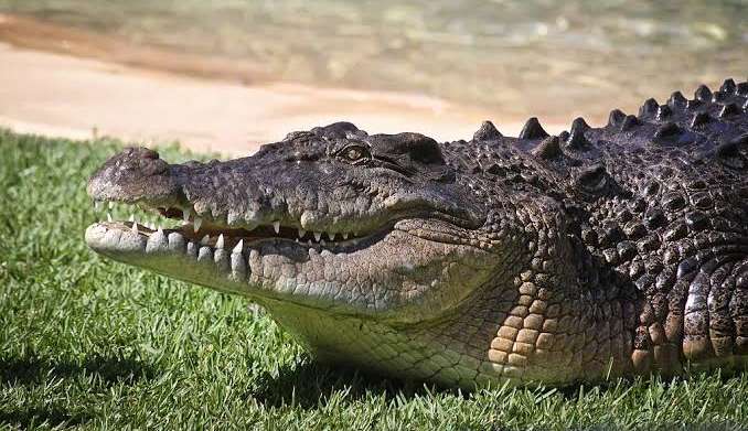 Restos mortais de australiano são encontrados dentro de crocodilo