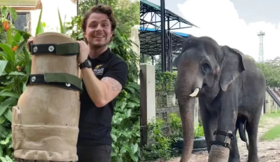 Elefante ferido por armadilha recebe prótese