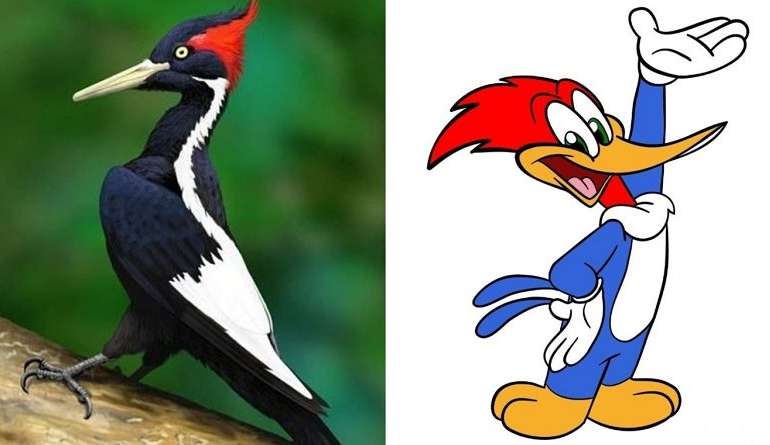 Vídeo de pica-pau-grande rindo como o famoso personagem viraliza