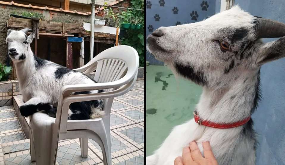 Aposentada cria mini cabritinho no quintal de casa