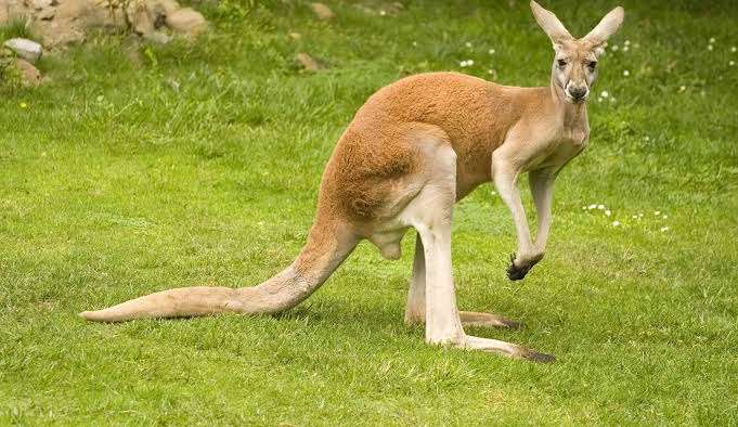 Cangurus podem ter que ser abatidos na Austrália para não morrerem de fome