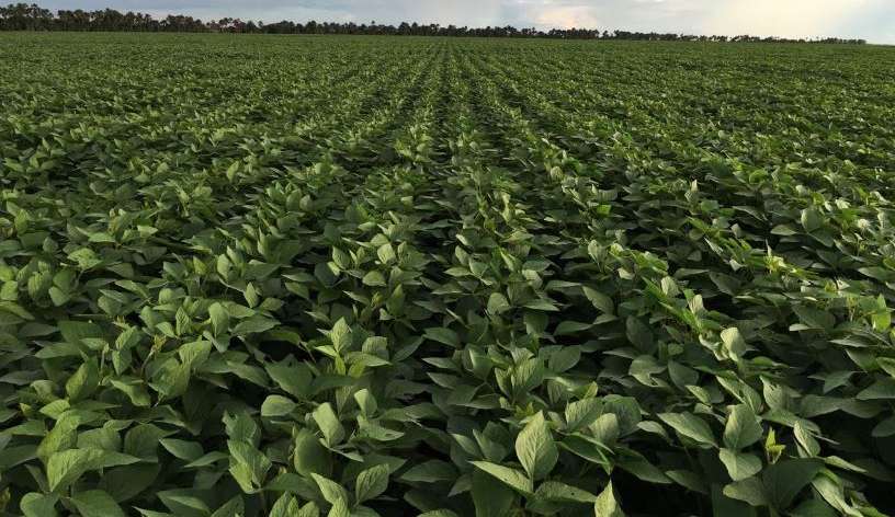 Por conta do clima estável as lavouras brasileiras sofrem com pragas