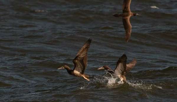Primeiro caso suspeito de gripe aviária é identificado e monitorado no Brasil