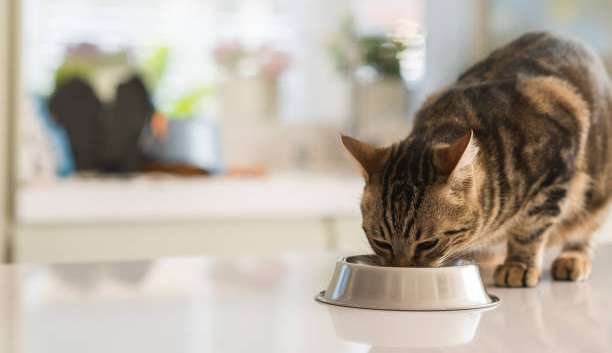 Saúde felina: mitos e verdades sobre a alimentação para gatos