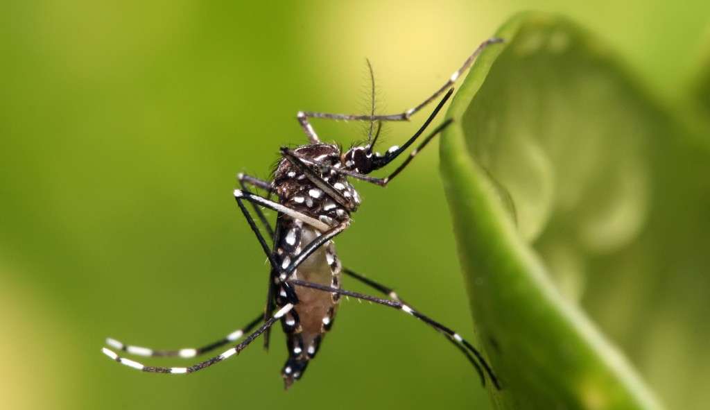 Porto Alegre chega a mais de mil casos confirmados de dengue em 2023