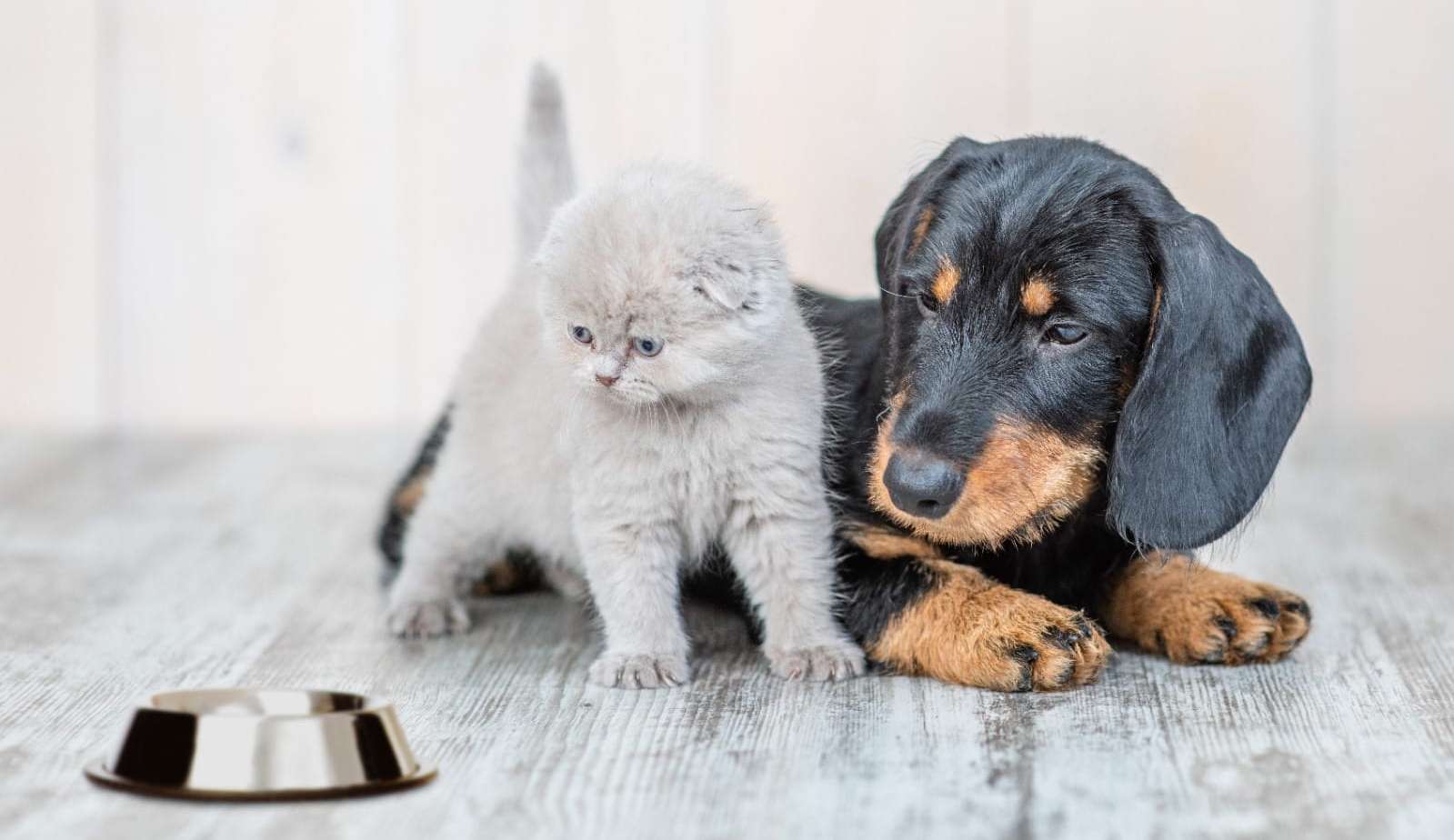 Mitos e verdades sobre a alimentação dos pets