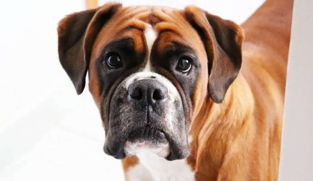 MAPA suspende a fabricação e venda de vacinas contra leishmaniose animal