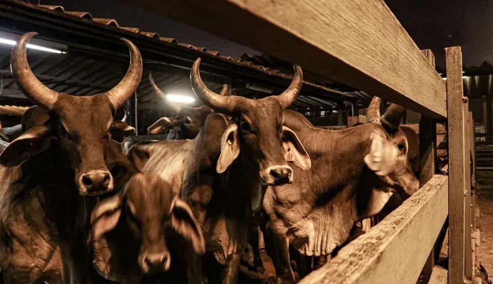 Operação transportou 312 touros do Brasil para o Senegal