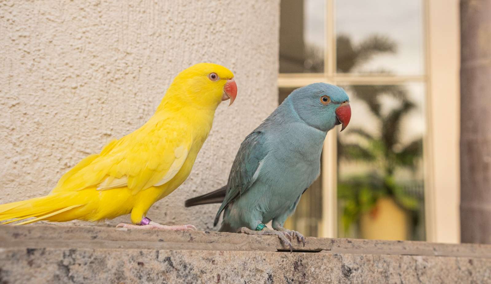 Irmãos Ring Neck falam e brincam com donos