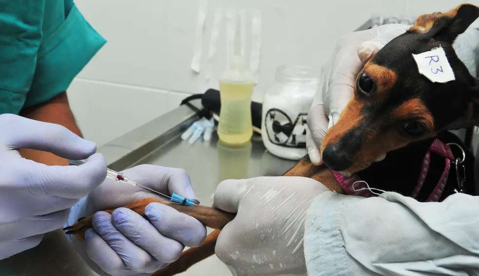 Gratuidade para castração de cães e gatos no Distrito Federal