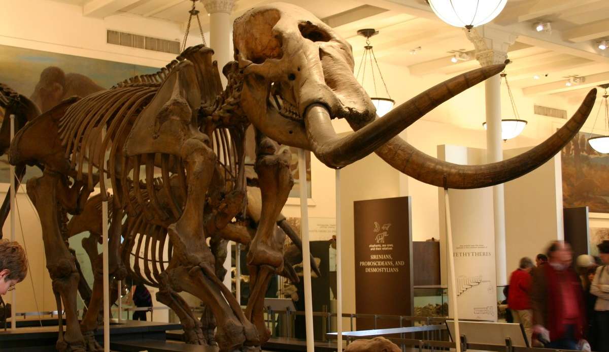 Americana encontra dente de mastodonte com 1 milhão de anos
