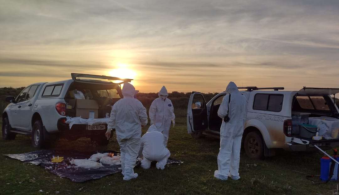 Vírus da gripe aviária evolui rapidamente e é o mais letal desde 2021, alertam especialistas