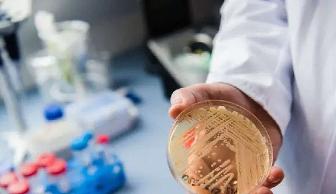 Candida auris: Sobe para nove o número de casos em Pernambuco