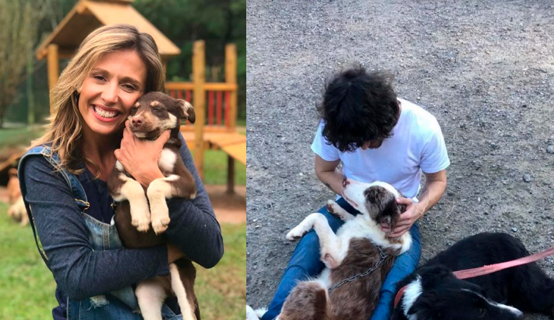 Fiuk para Luisa Mell após deixar seus cachorros em abrigo: “/Estão muito bem cuidados”/