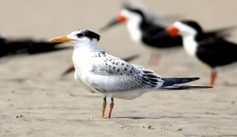 MAPA confirma primeiro caso de gripe aviária em São Paulo