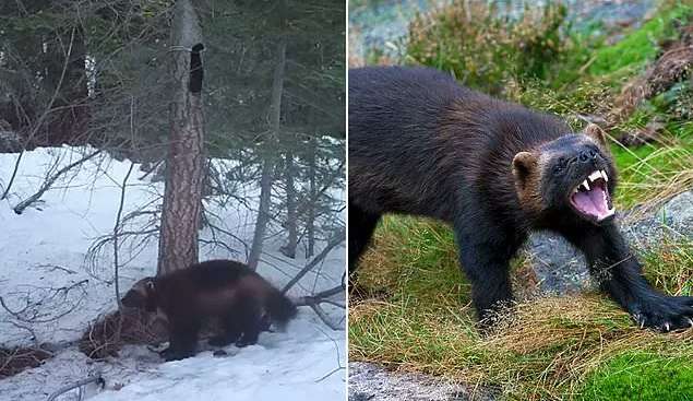 Animal inspirador de Wolverine é encontrado pela segunda vez em 100 anos na Califórnia