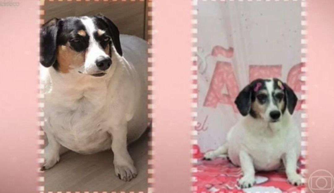 Cachorra com mais de 20 quilos é obrigada a parar de comer comida mineira