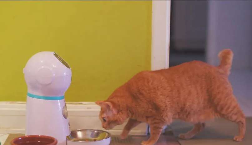 Robô auxilia gatinho a emagrecer quase dois quilos em São Paulo