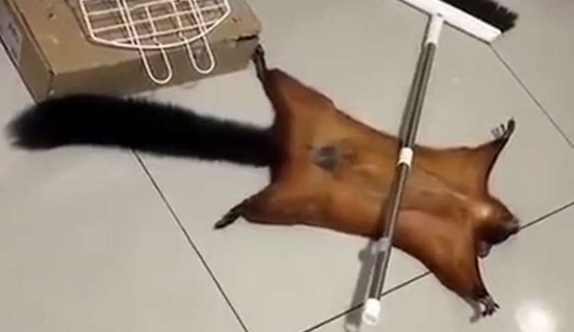 Esquilo se finge de morto em tentativa frustrada de escapar de humano e viraliza nas redes