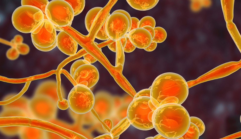 São Paulo registra primeiro caso de infecção por superfungo Candida auris