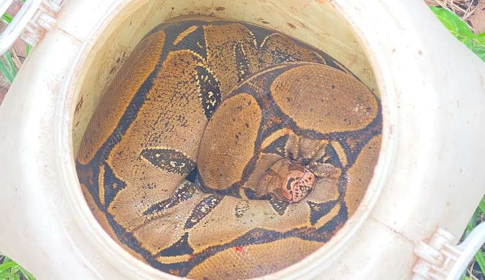 Jiboia é resgatada e solta em mata após comer gato