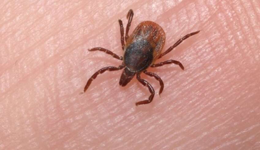 Febre maculosa tem alta taxa de letalidade e chega a 75% em SP