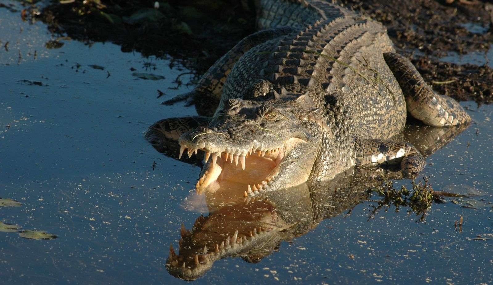 Crocodilo invade casa e ‘luta’ contra equipe de resgate nos Estados Unidos