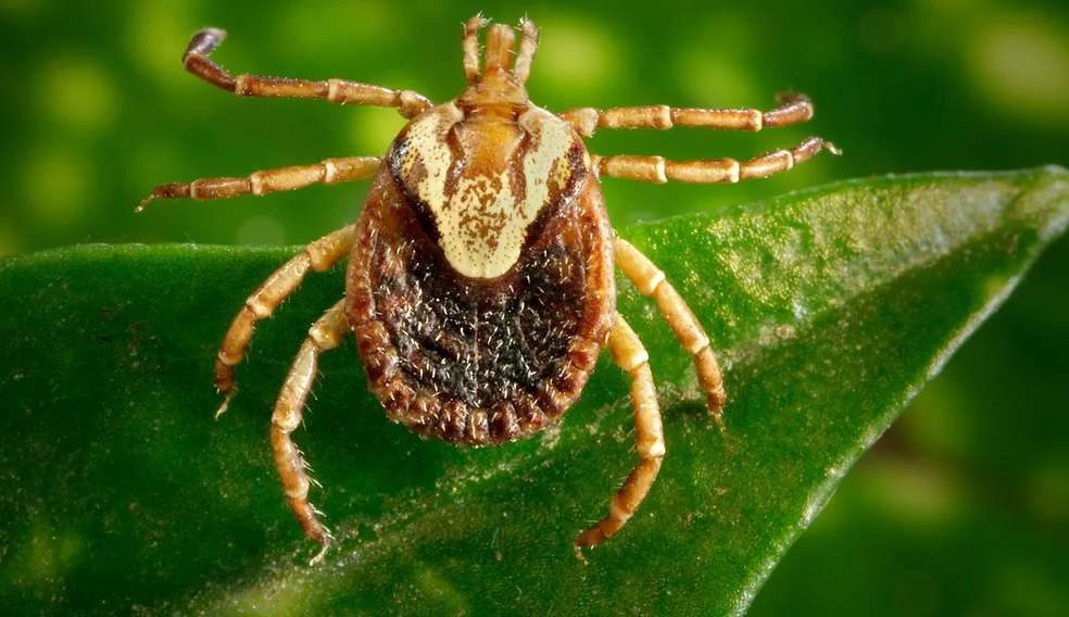 Três mortes por febre maculosa em Campinas acendem alerta para a doença