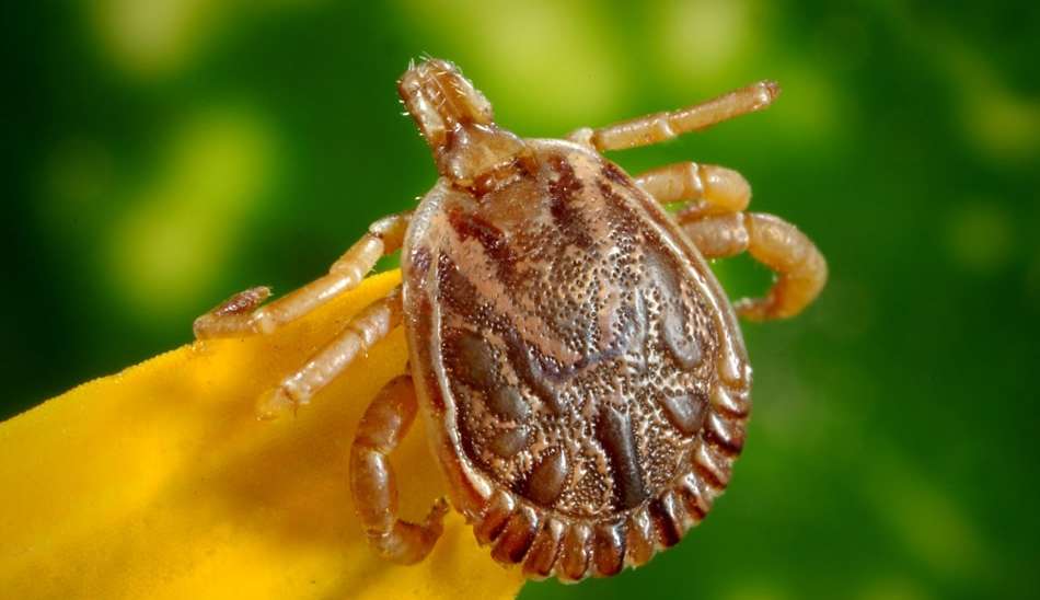 Febre maculosa; Veja os principais sintomas e diagnóstico