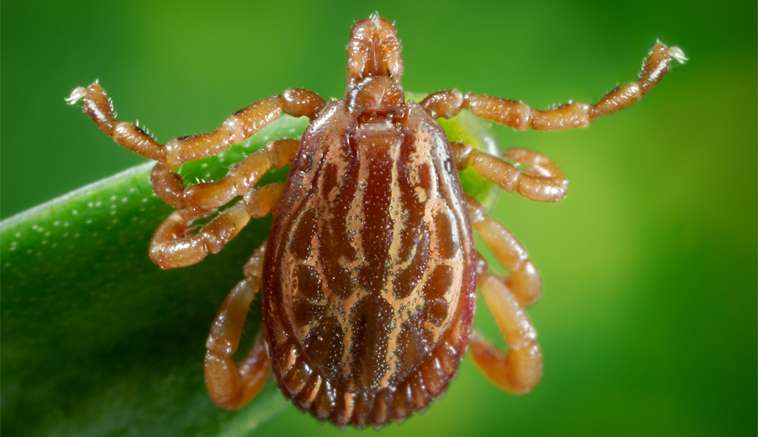 Febre maculosa: como se proteger em áreas infectadas