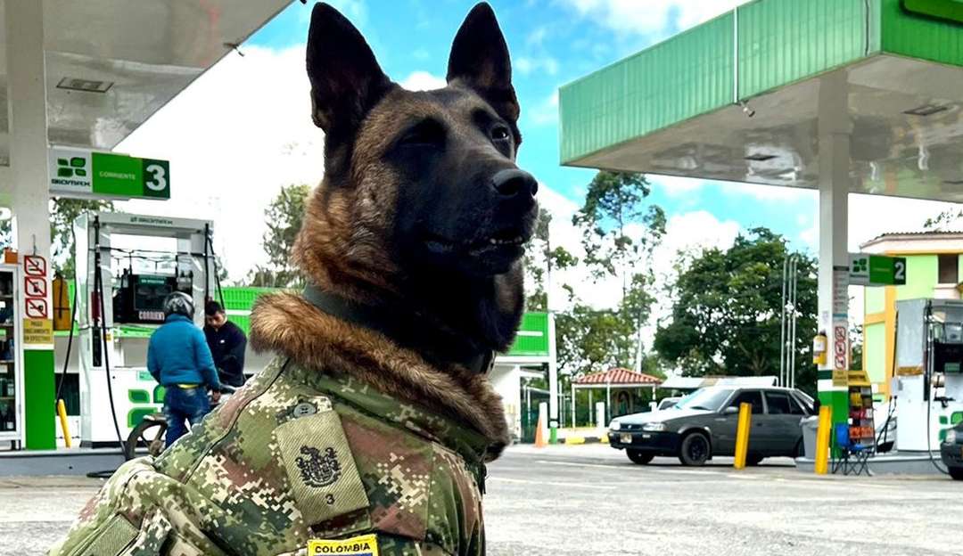 Pastor belga Wilson foi encontrado duas vezes, mas evita contato com militares