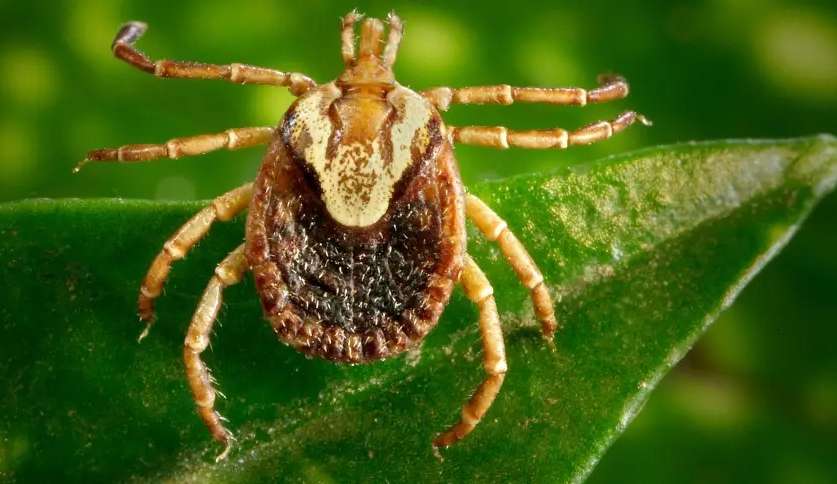 Como remover um carrapato com segurança para ele não transmitir nenhuma doença