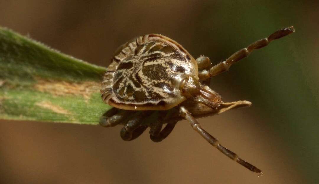 Entenda mais sobre o surto de febre maculosa em SP