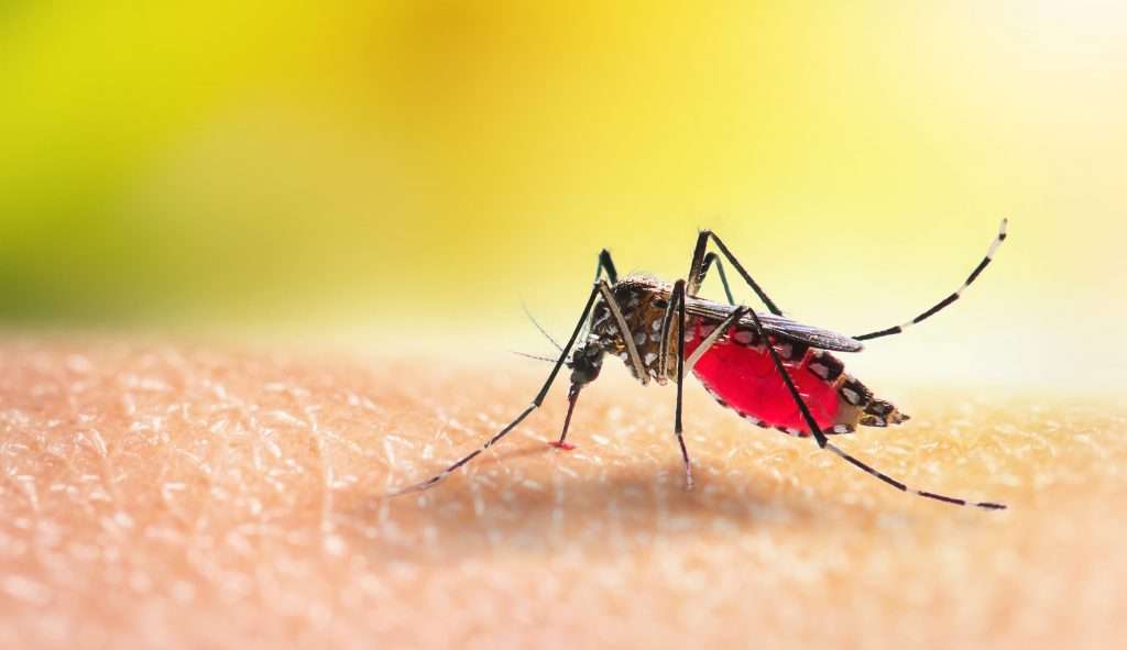Mais uma morte por dengue é confirmada em 2023