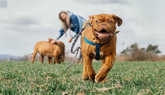 Família britânica oferece R$ 600 mil por ano para “babá de cães”