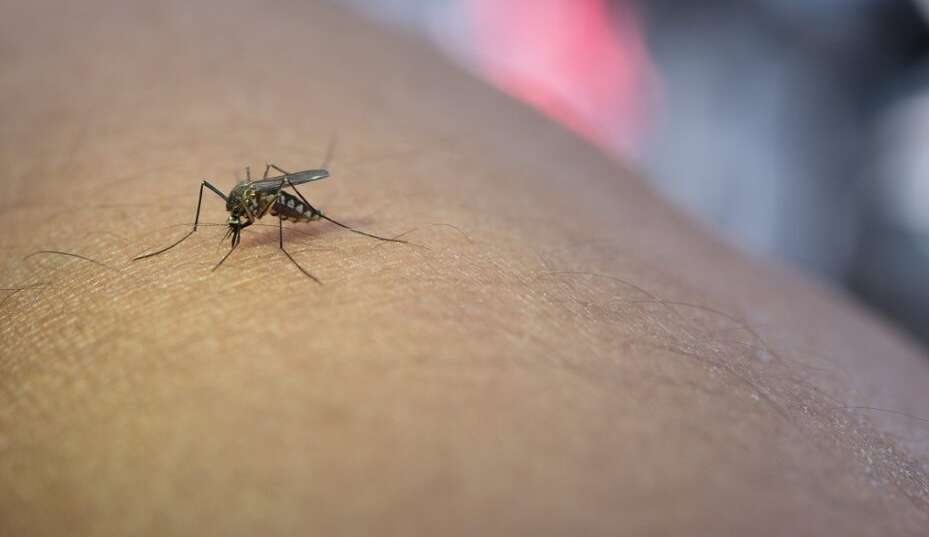 Nova vacina contra a dengue será disponibilizada nesta semana