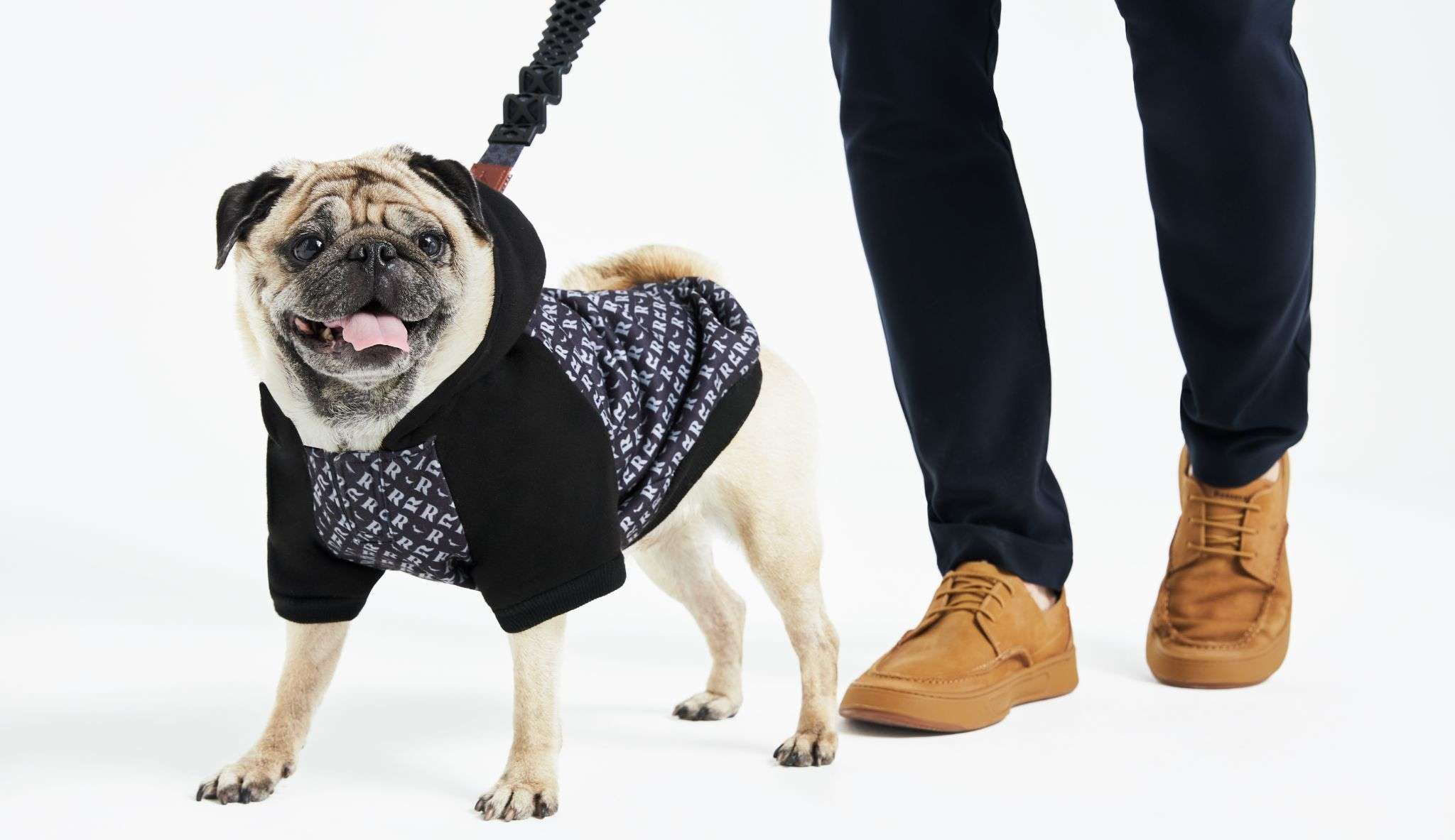 Pets no inverno: saiba como cuidar dos bichos