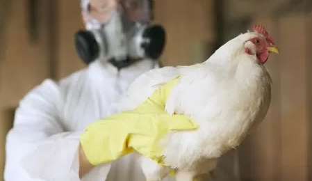 Primeiro caso de gripe aviária em animal doméstico é confirmado no Espírito Santo