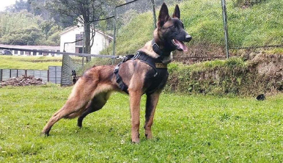 Militares suspendem busca por cão Wilson, que ajudou na busca das crianças após queda de avião na Colômbia