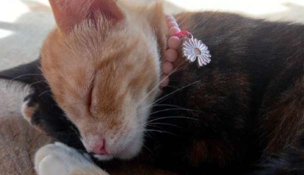 Quimerismo, a condição genética da Gatinha que está fazendo sucesso no Tiktok