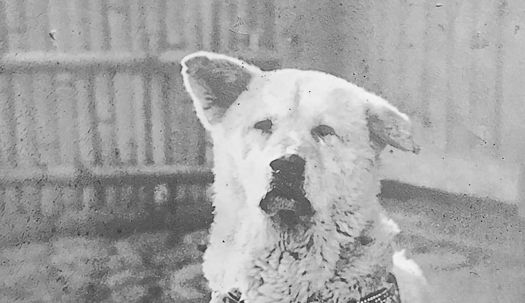 Hachiko: Conheça a história do cachorro de 100 anos que inspirou o filme “Sempre ao seu lado”