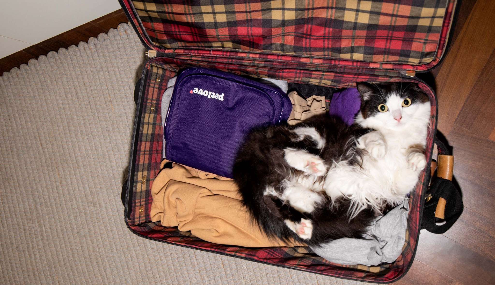 Seu pet não pode viajar com você nas férias? Conheça alternativas para o período