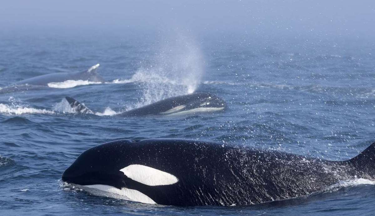 Pesquisadores tentam descobrir o motivo por trás dos crescentes ataques de orcas a barcos