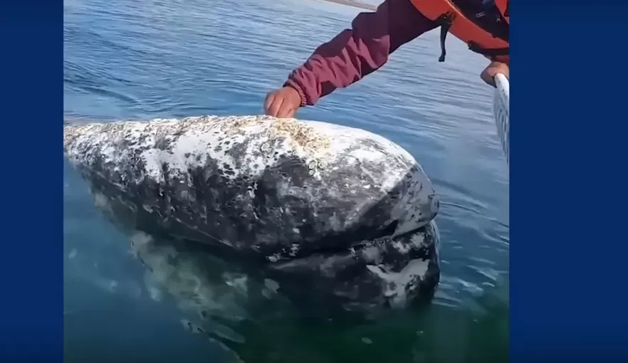Baleias procuram ajuda humana para ter parasitas removidos.